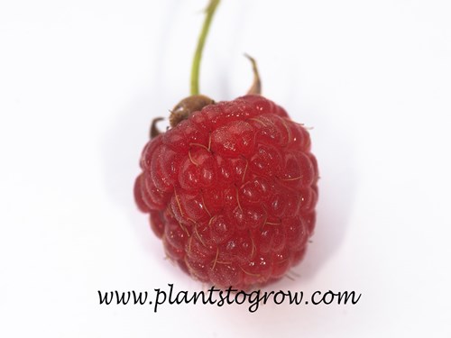 A Raspberry fruit.